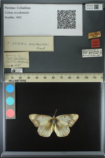 Media type: image;   Entomology 191978